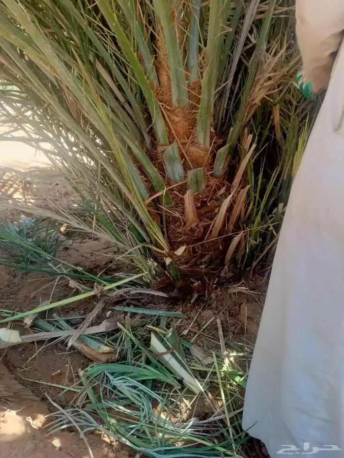 نخل للبيع القصيم 0