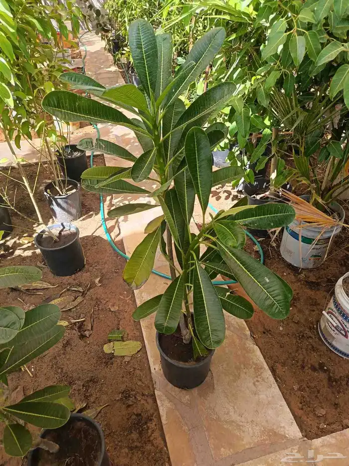 منسق حديق وتركيب جميع شبكات الري العادي والاتمتك 9