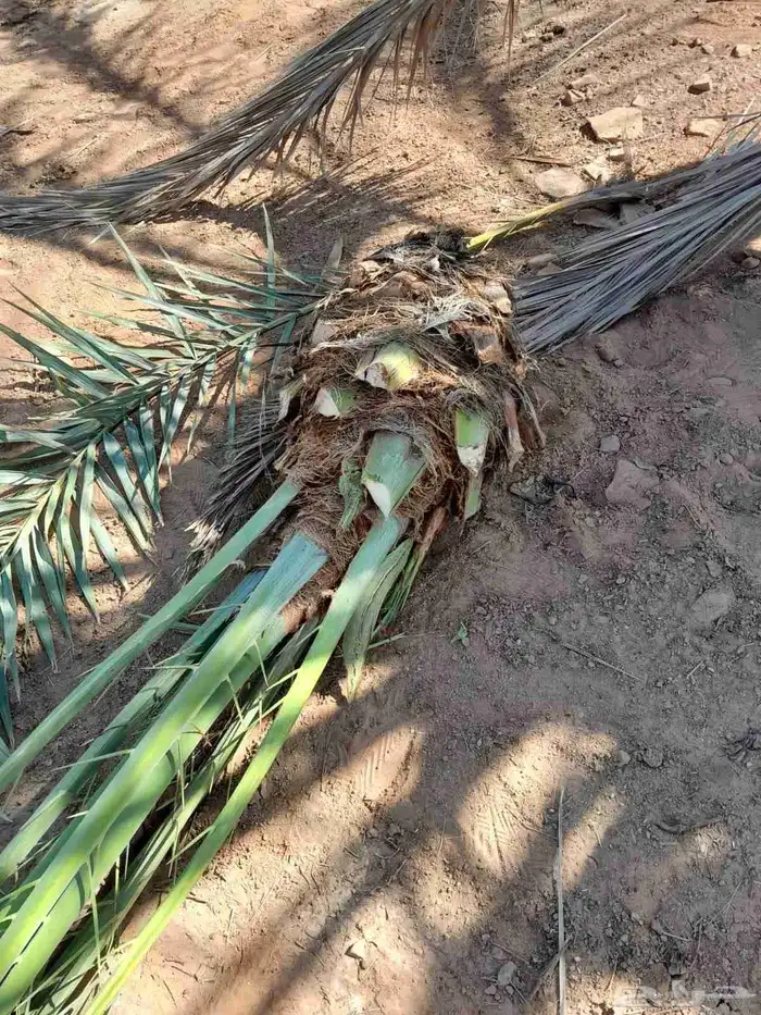 فسايل ونخيل كبير ونقابل بجميع انواعها ومقاساته 7