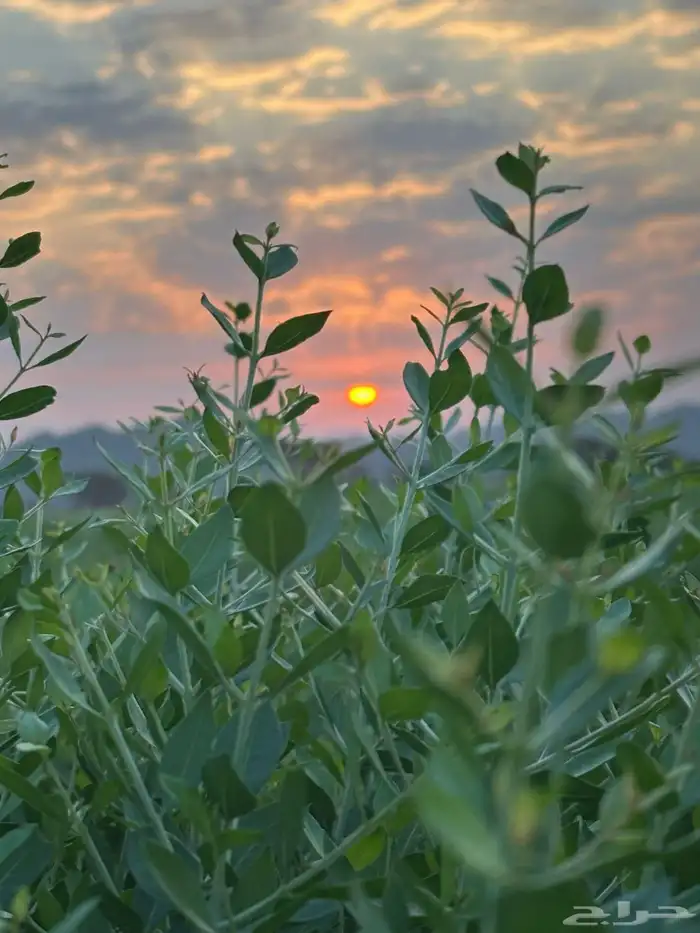 حناء وسدر ومشاط توصيل جميع مناطق المملكة 0