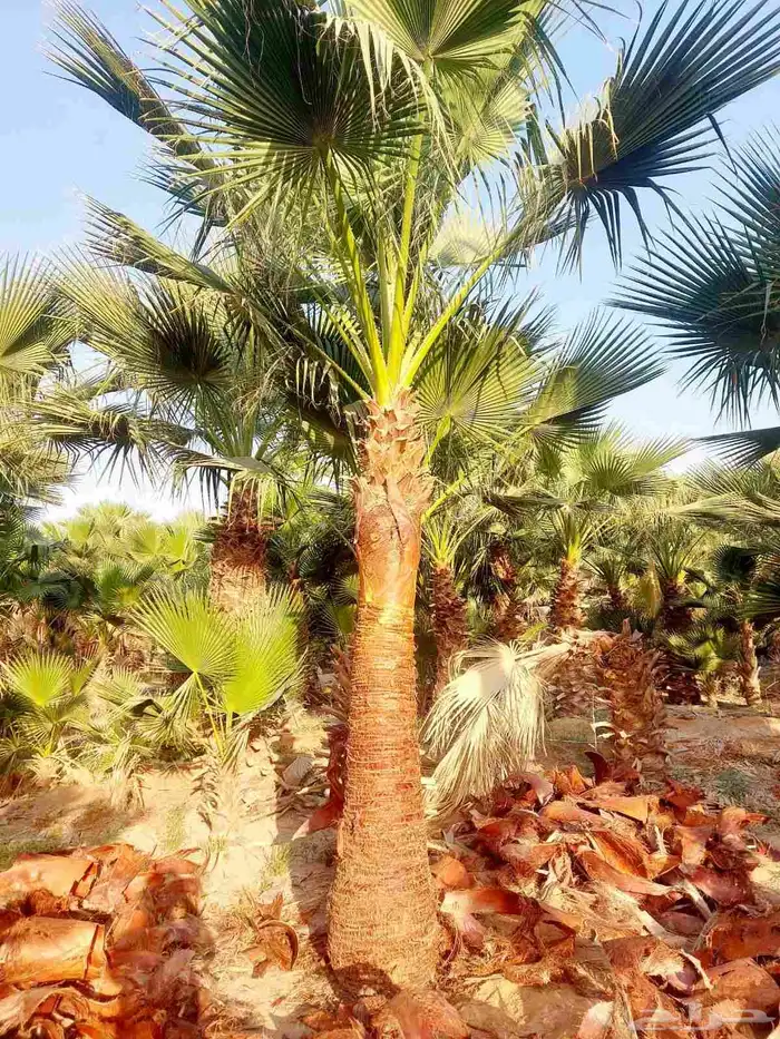 نخيل وشنطونيا زينه 2