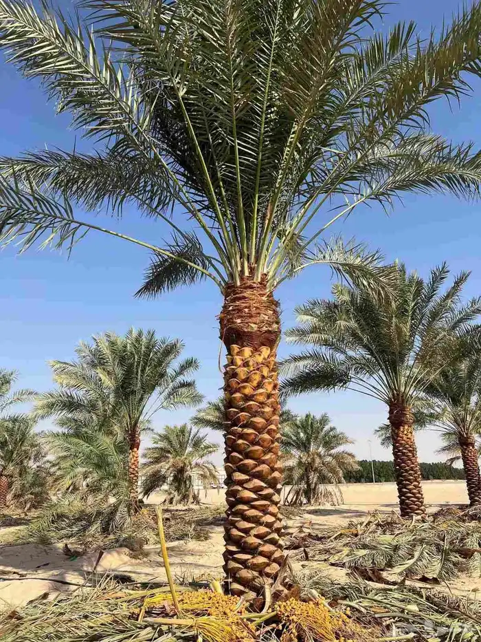 نقوم بتوريد جميع انواع انخيل 4