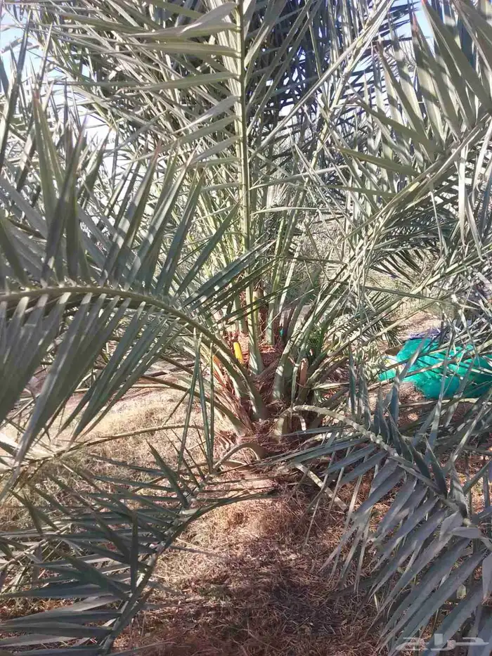 نقوم بتوريد جميع انواع انخيل 9