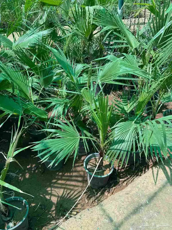 شتلات زراعيه للبيع 0