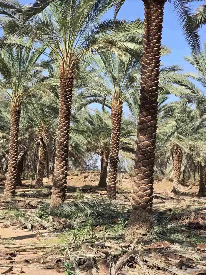 نقوم بتوريد جميع انواع انخيل 0