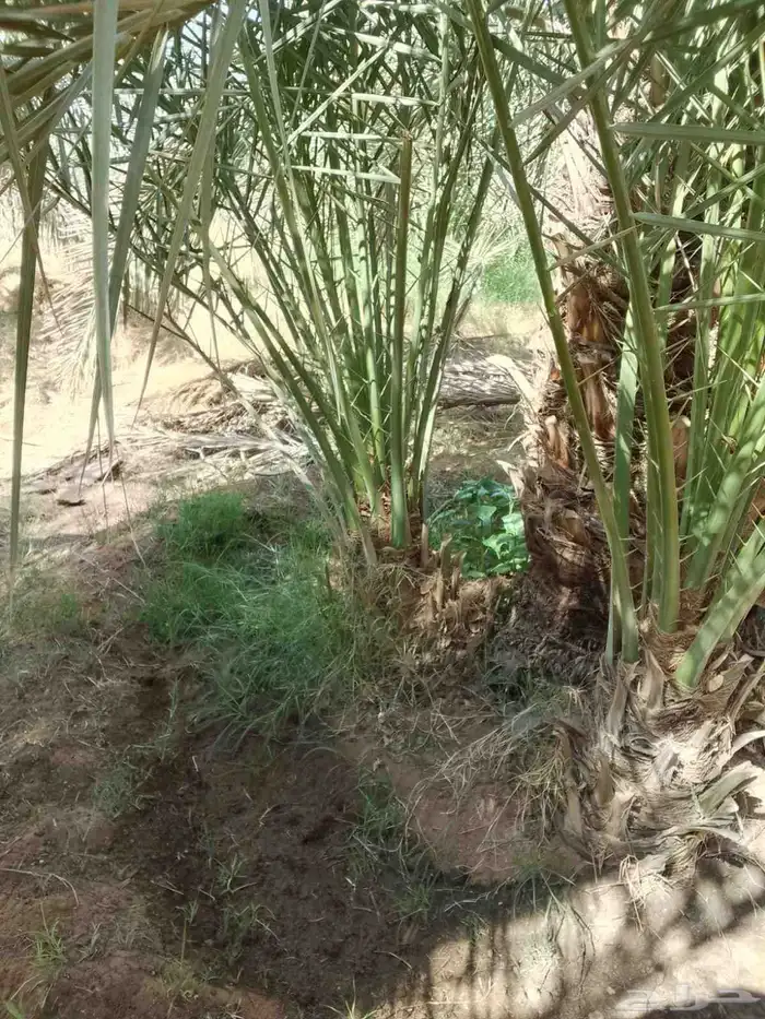 توريد نخيل بجميع انواعه 0