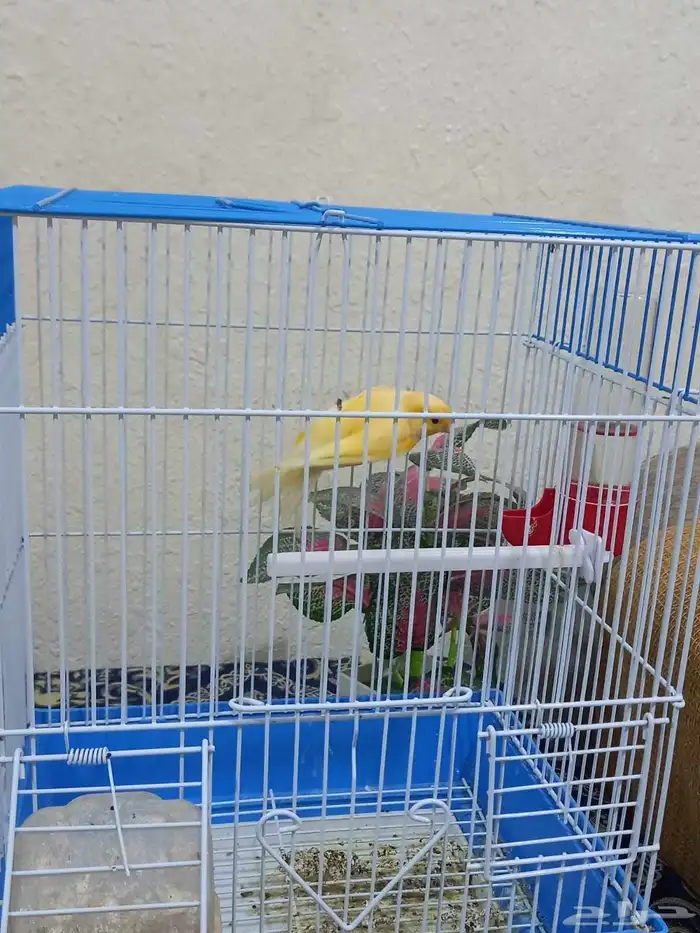 ذكر كناري تغريد 8