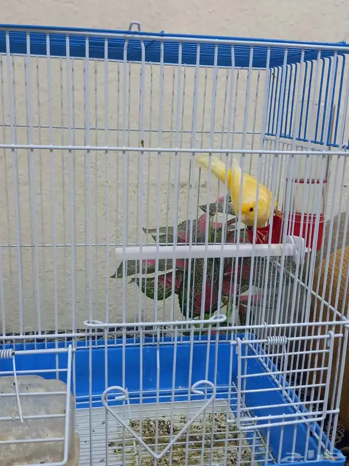 ذكر كناري تغريد 7