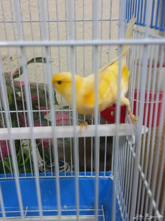 ذكر كناري تغريد 0