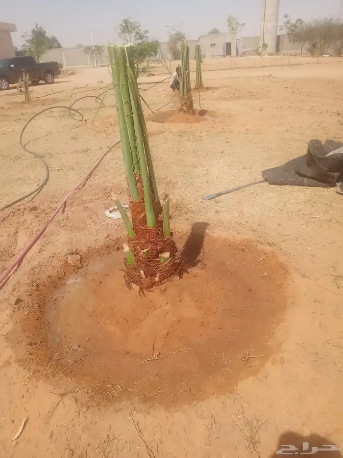 نخل للبيع القصيم 3