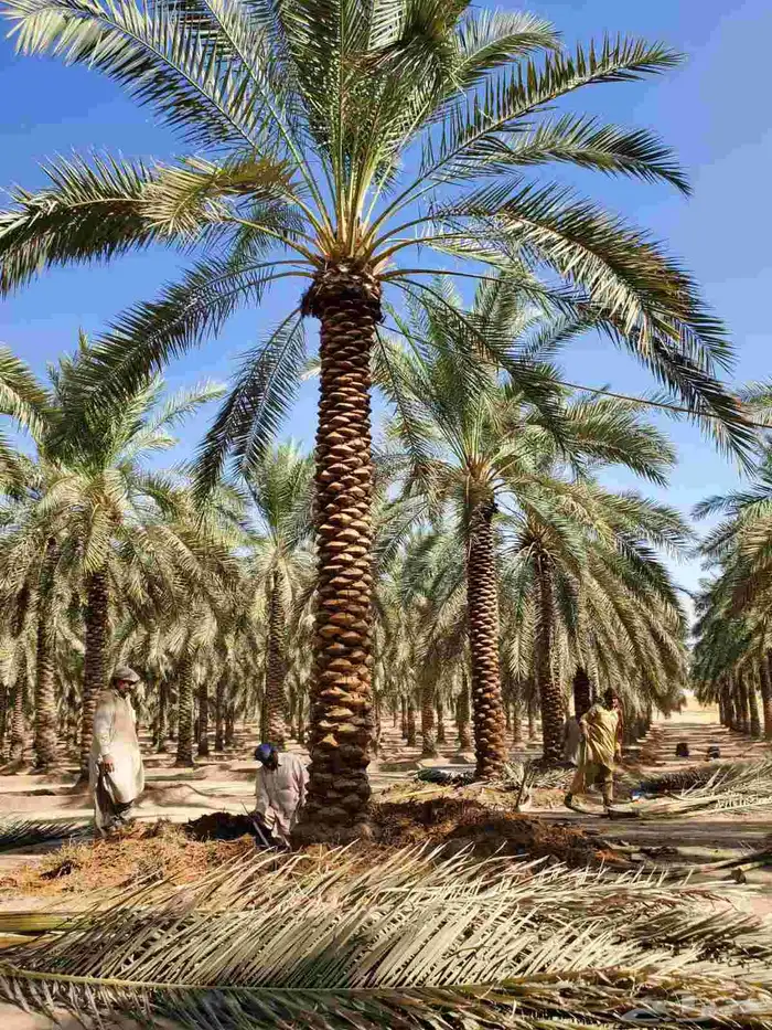 نخيل البيع 0