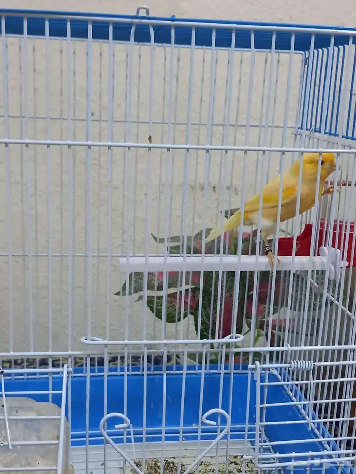 ذكر كناري تغريد 4