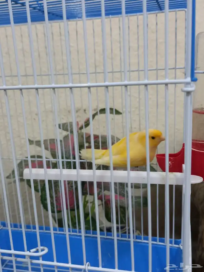 ذكر كناري تغريد 2