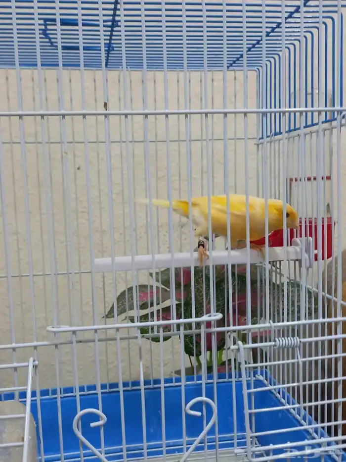 ذكر كناري تغريد 5