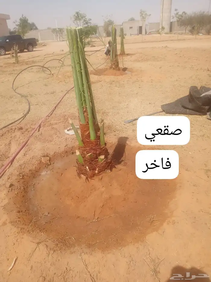 نخل للبيع القصيم 4