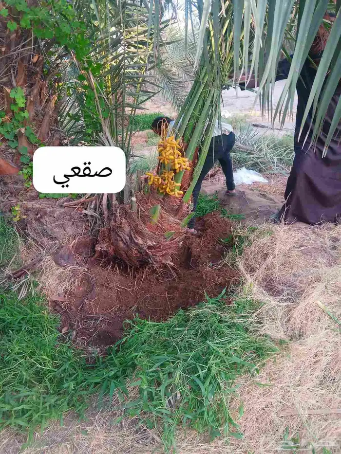 نخل للبيع القصيم 5
