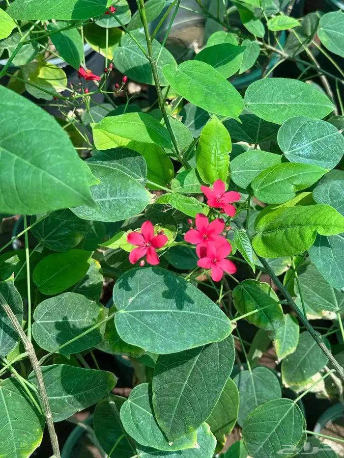 شتلات زراعيه للبيع 1