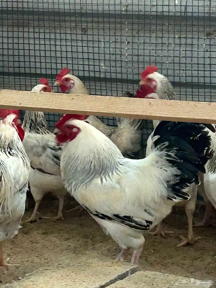 دجاج فرنسي كولمبي بيور منتج 4