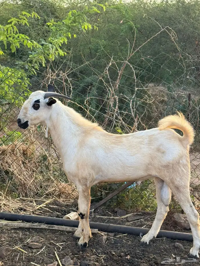 تيس فاخر بيشي 0