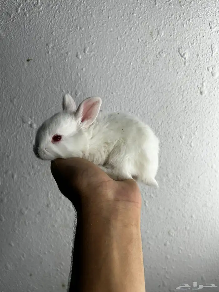 أكيت أنواع الأرانب نذر لاند الهولنديه القزميه 10