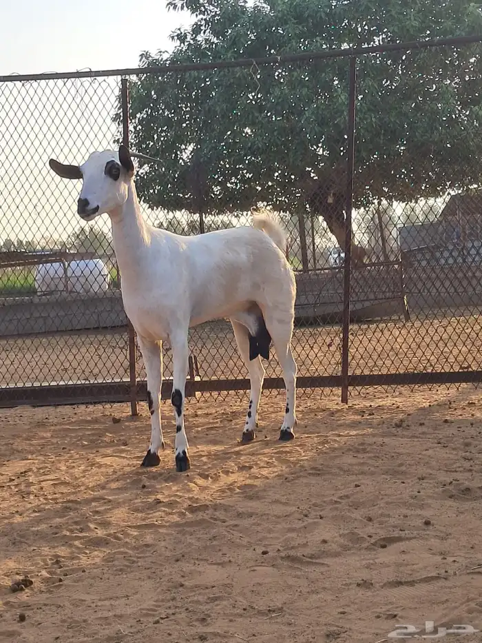 جازان صامطة جنوب خضراء صامطة 0