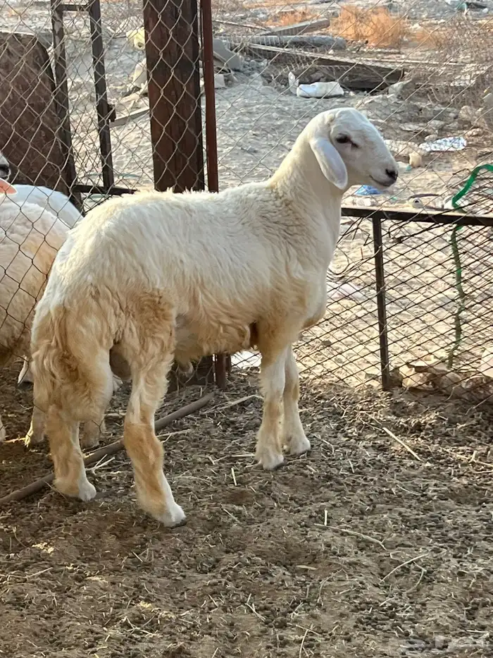 طلي حري تم البيع 0