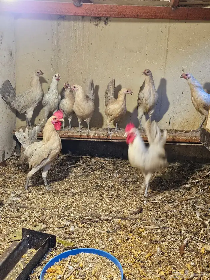 دجاج فيومي المنيوم 0