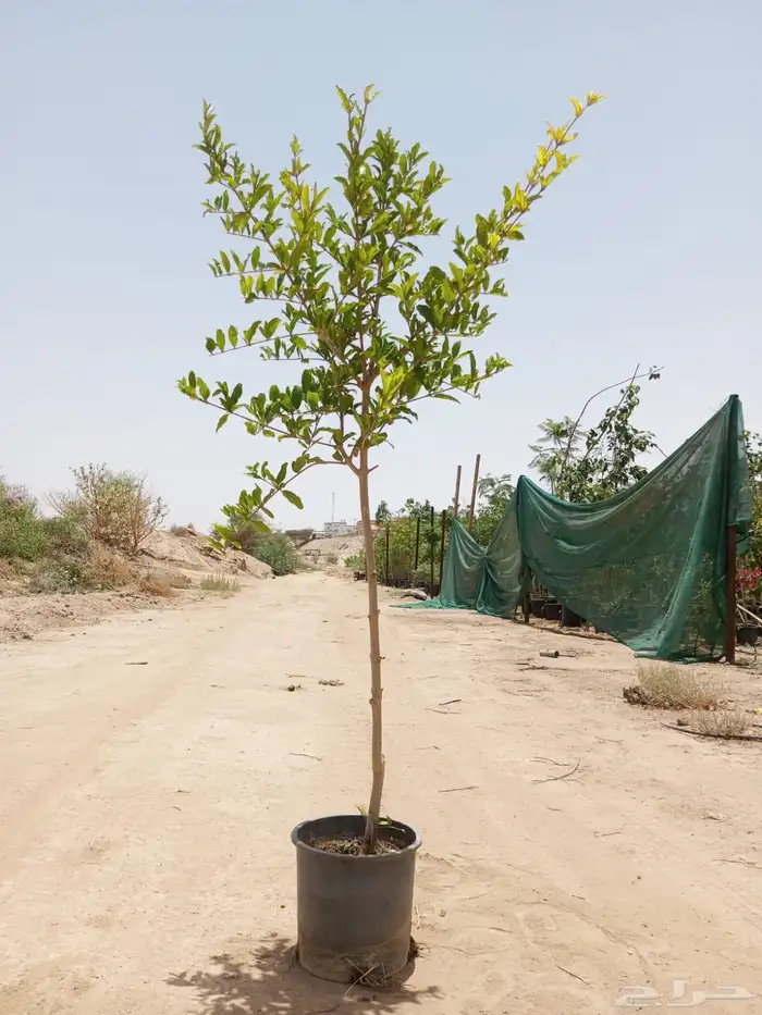 رمان مثمر وياسمين احجام كبيرة ووسط وصغيرة   نجران 10
