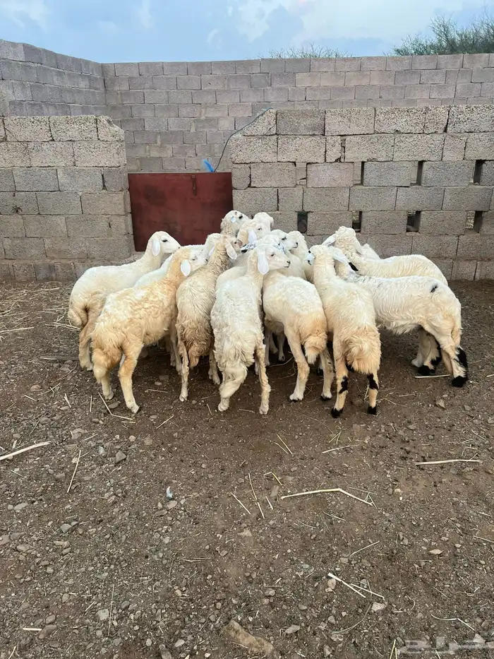 رخال للبيع 1