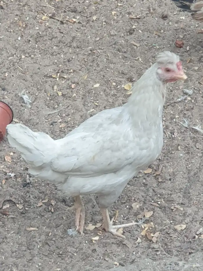 دجاج للبيع 6