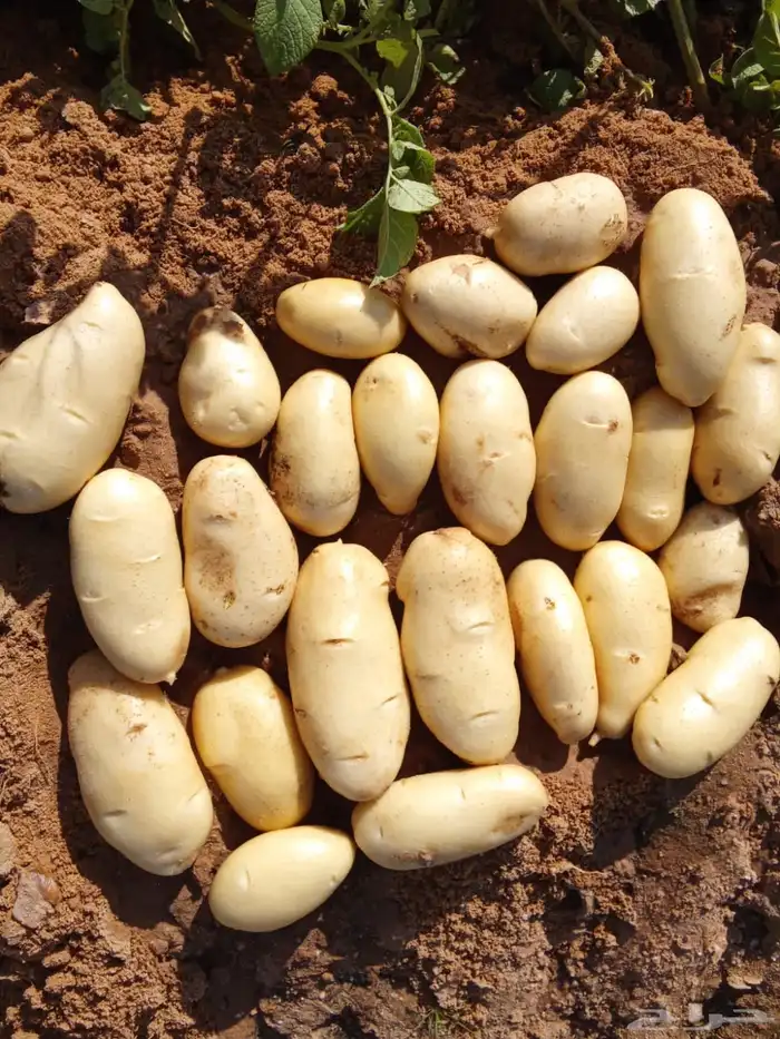 بطاطس 1