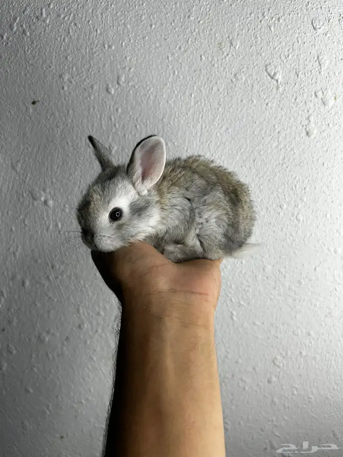 أكيت أنواع الأرانب نذر لاند الهولنديه القزميه 16