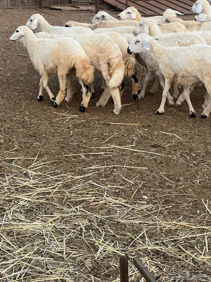 رخال للبيع 2