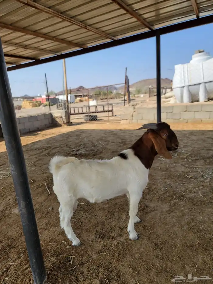 تيس بورقوت فاخر (مشروع فحل) 2