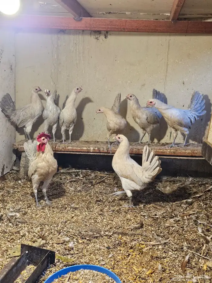 دجاج فيومي المنيوم 1