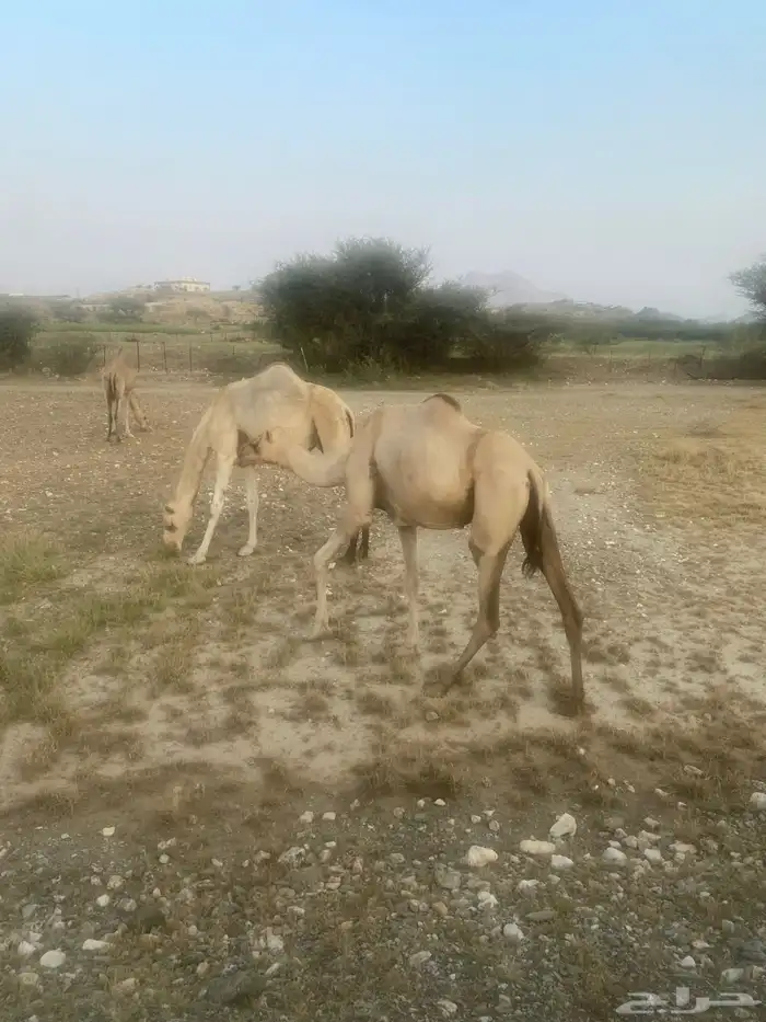 ابل للبيع الموقع بارق 0