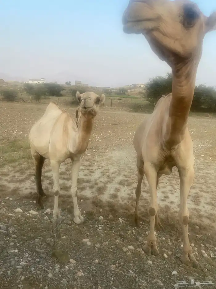 ابل للبيع الموقع بارق 4