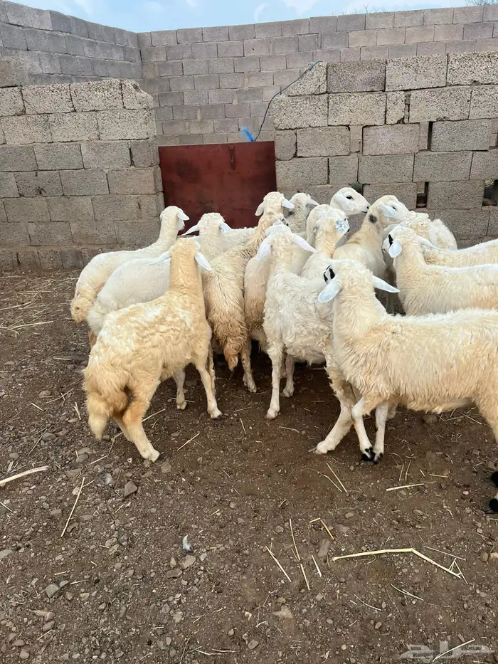 رخال للبيع 3