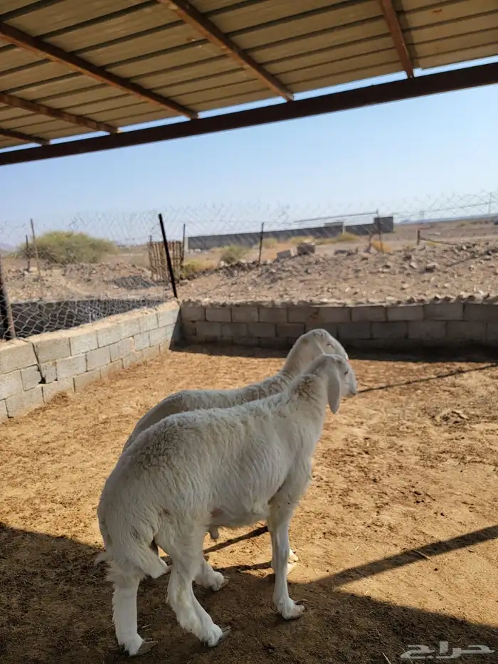 طليان حريات جبرة 2