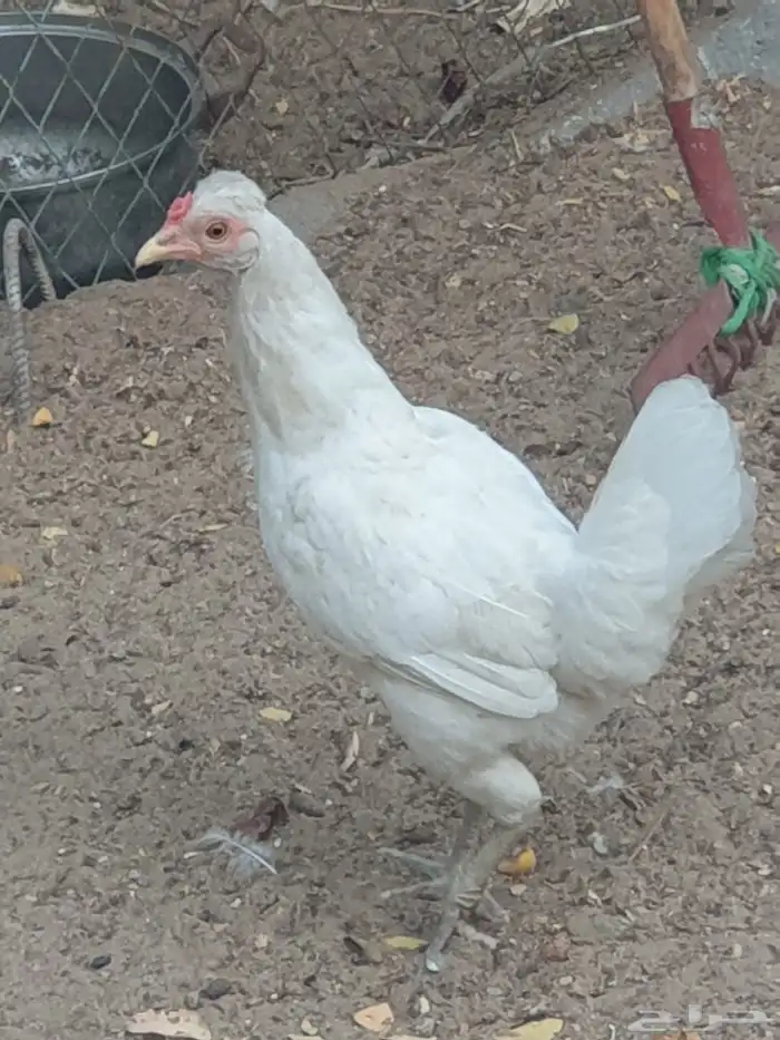 دجاج للبيع 3