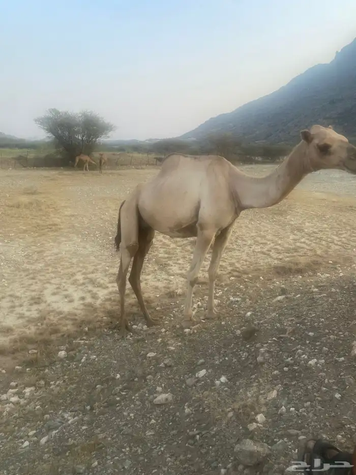 ابل للبيع الموقع بارق 1