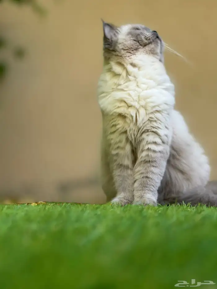 قطه هملايا للبيع 2