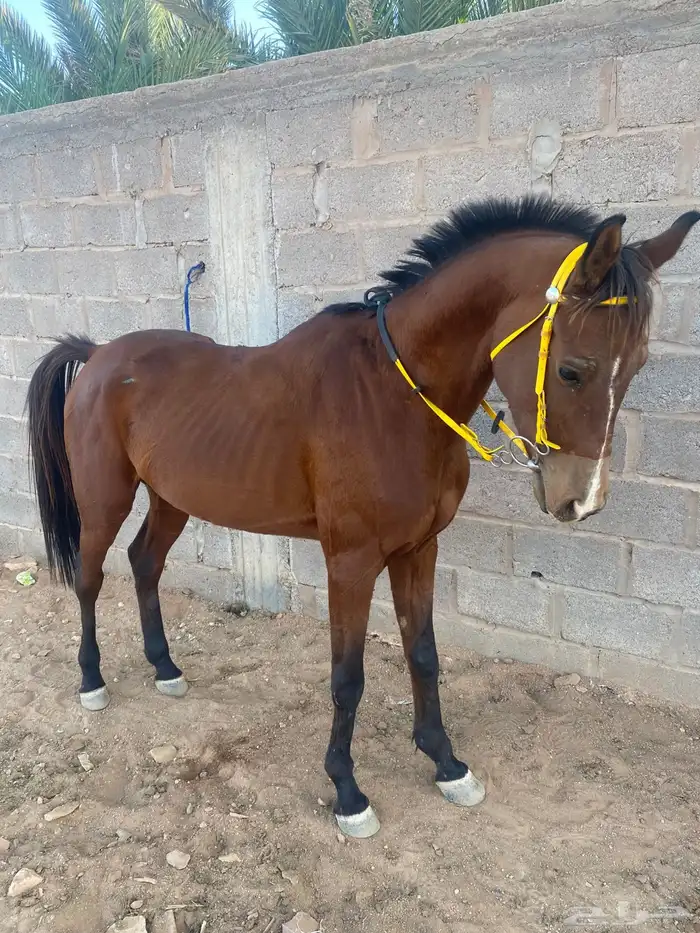 خيل شعبي شيخ 0