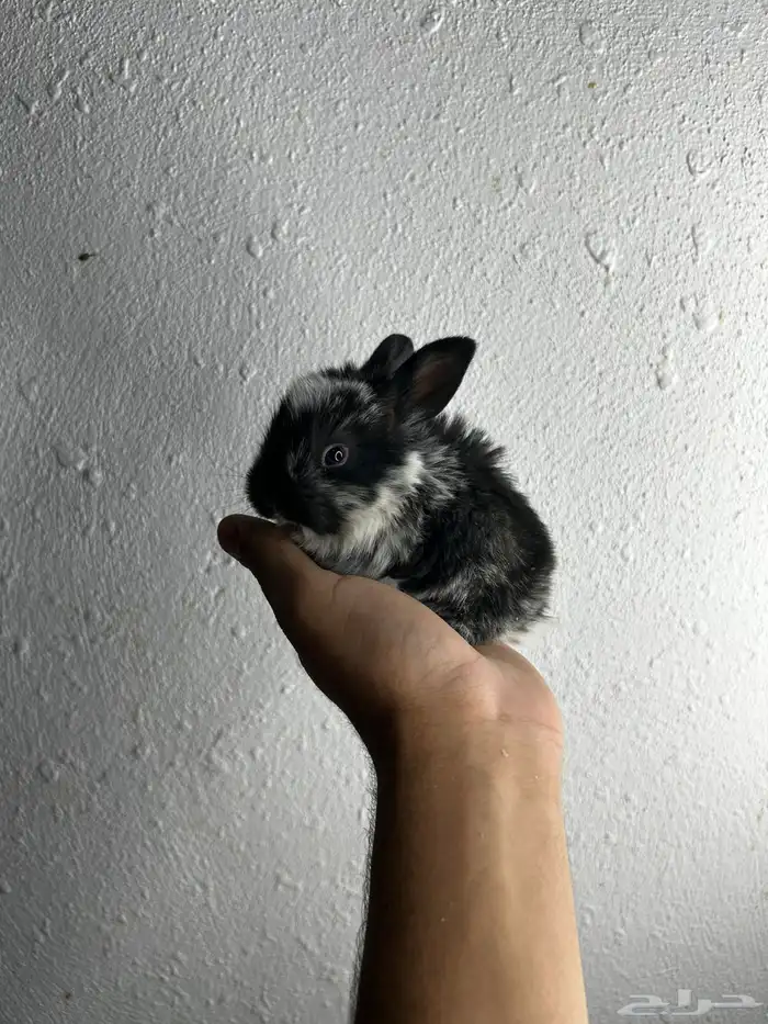 أكيت أنواع الأرانب نذر لاند الهولنديه القزميه 0