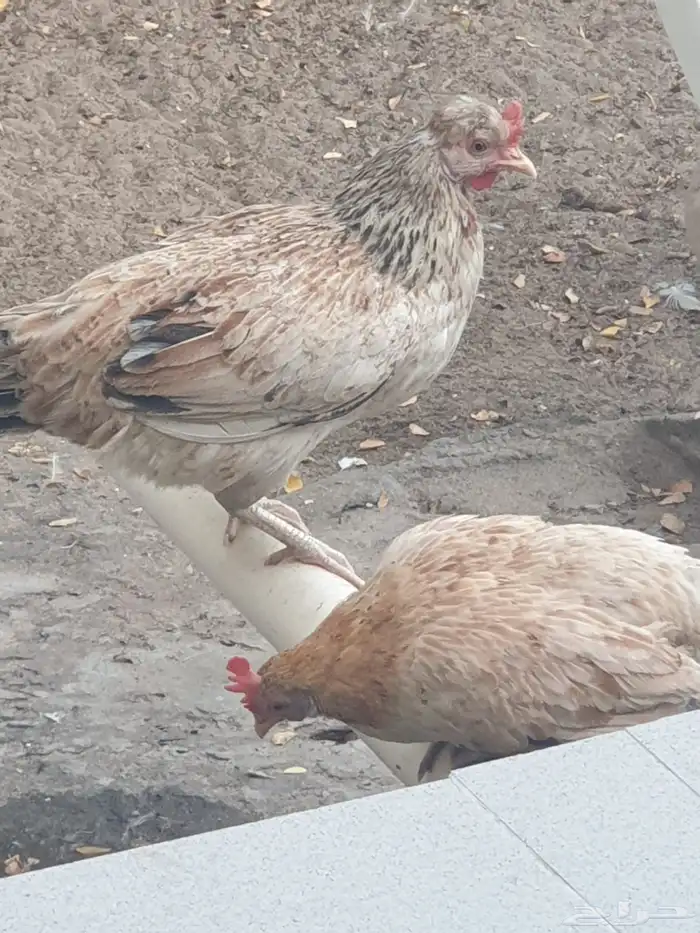 دجاج للبيع 0