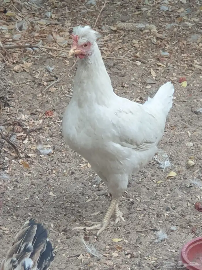 دجاج للبيع 8