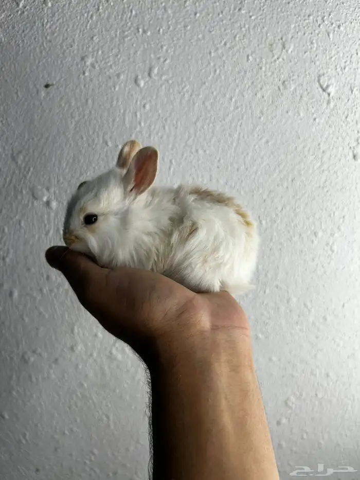 أكيت أنواع الأرانب نذر لاند الهولنديه القزميه 22