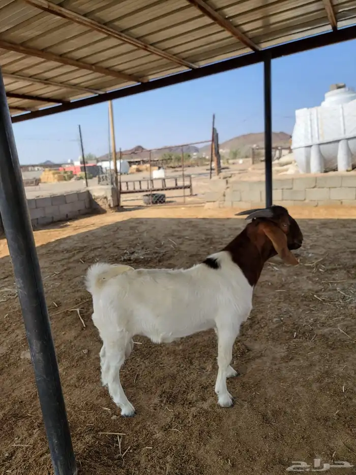 تيس بورقوت فاخر (مشروع فحل) 0