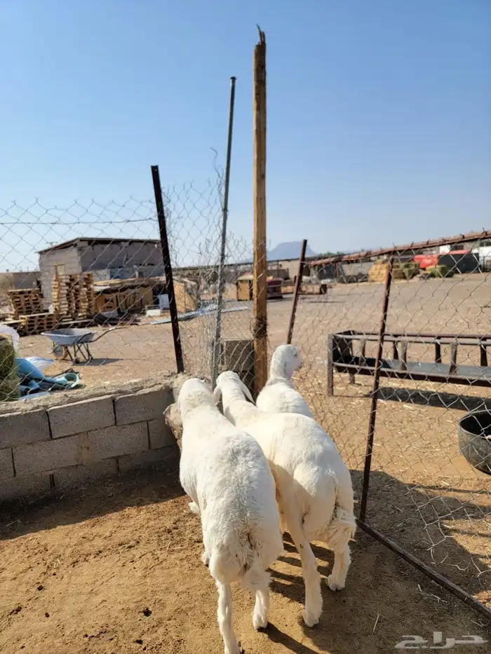 طليان حريات جبرة 1