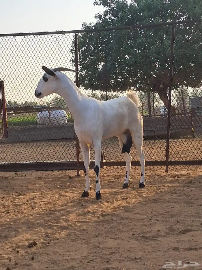 جازان صامطة جنوب خضراء صامطة 1
